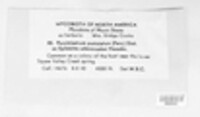 Pucciniastrum epilobii image